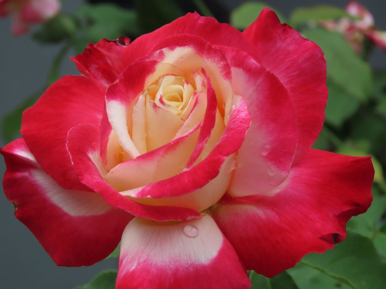 stunning close up of a pink and cream rose with dew drops captured out
