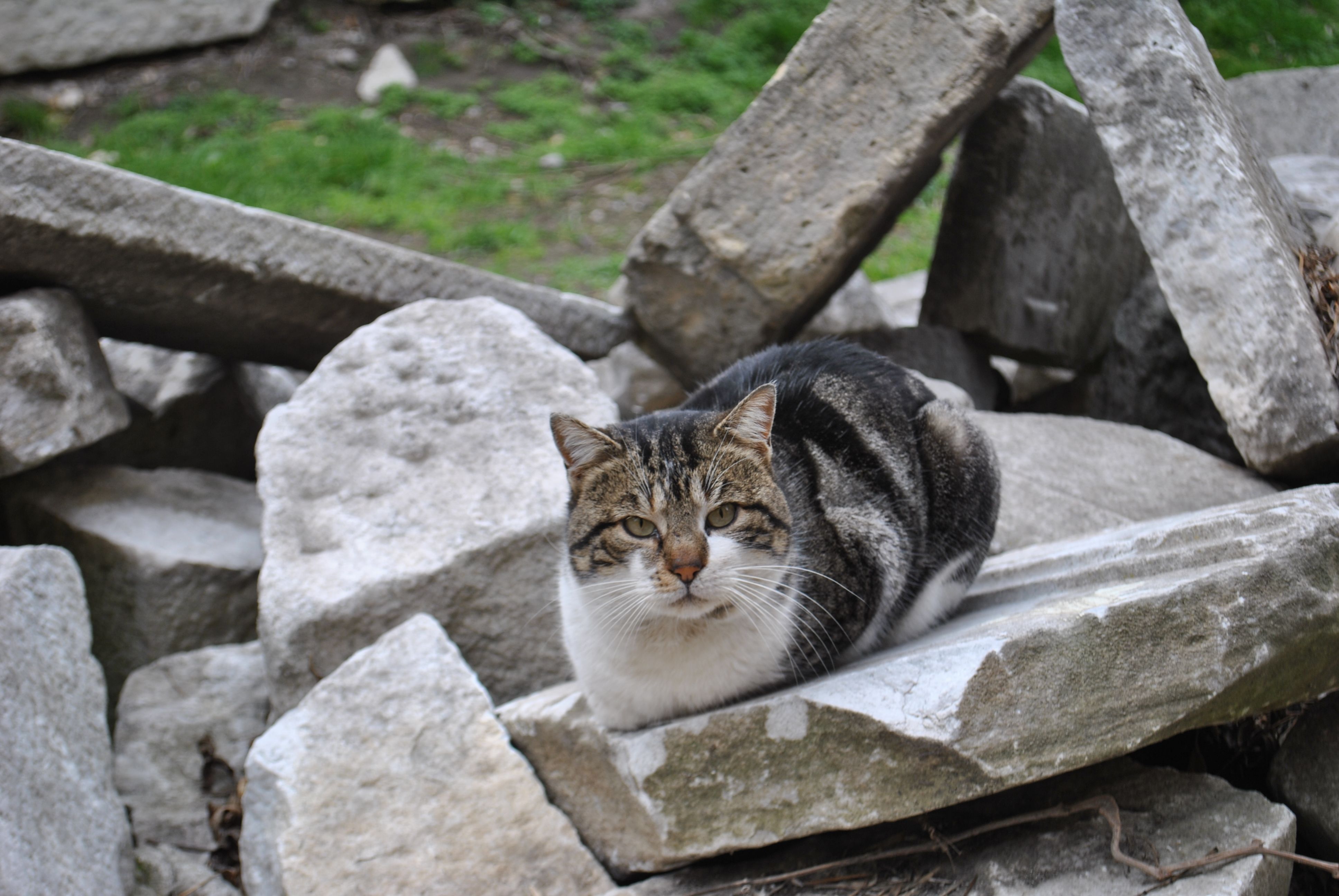 Tabby Cat Resting on Stone Rubble Outdoors · Free Stock Photo