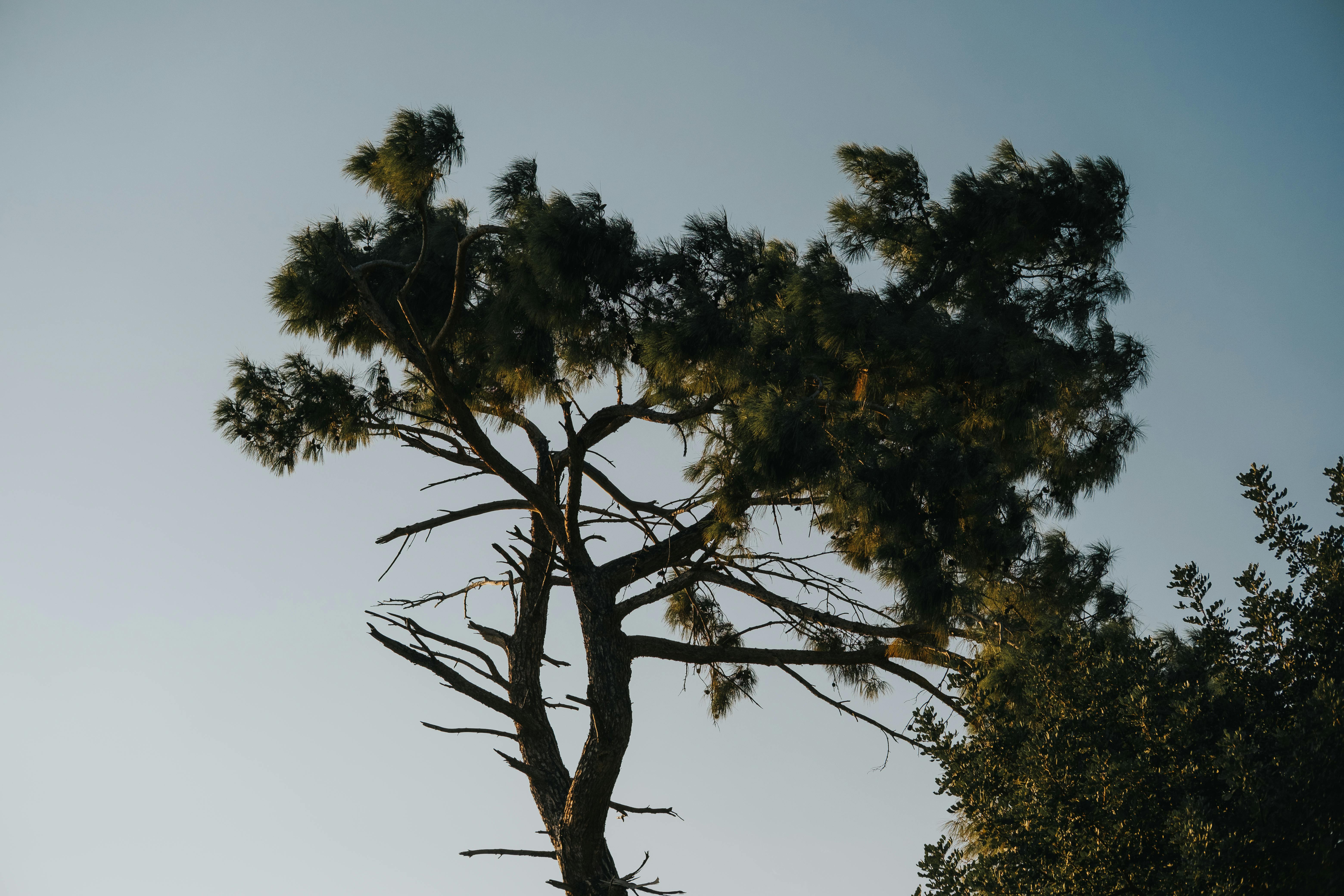 Une vue pittoresque d'un pin solitaire se détachant sur un ciel clair, évoquant le calme et la beauté de la nature.