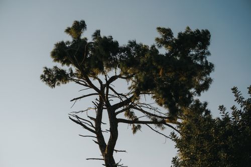 Free A scenic view of a solitary pine tree silhouetted against a clear sky, evoking calmness and nature's beauty. Stock Photo