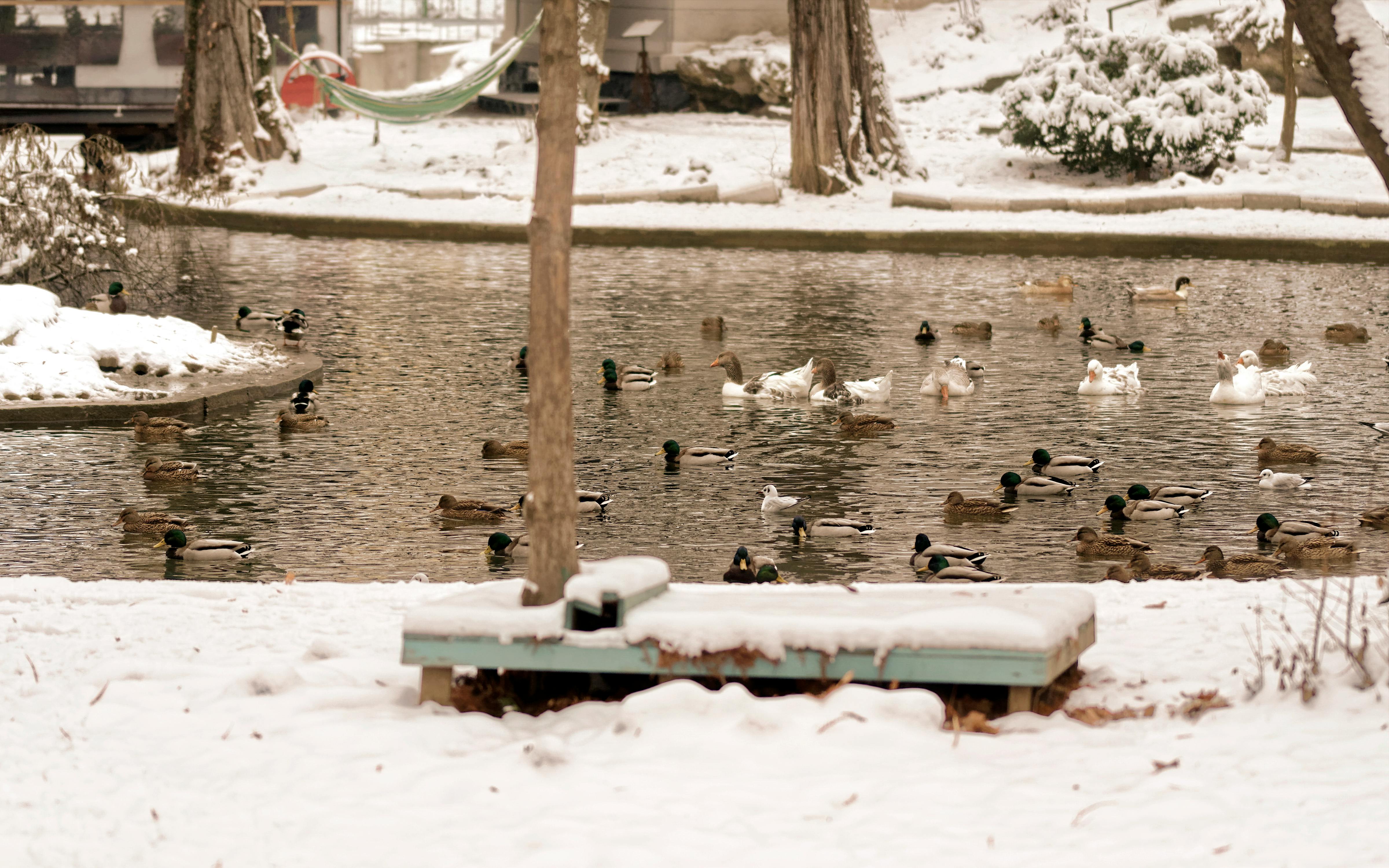 Gratis lagerfoto af ænder, dam, fugle, gæs