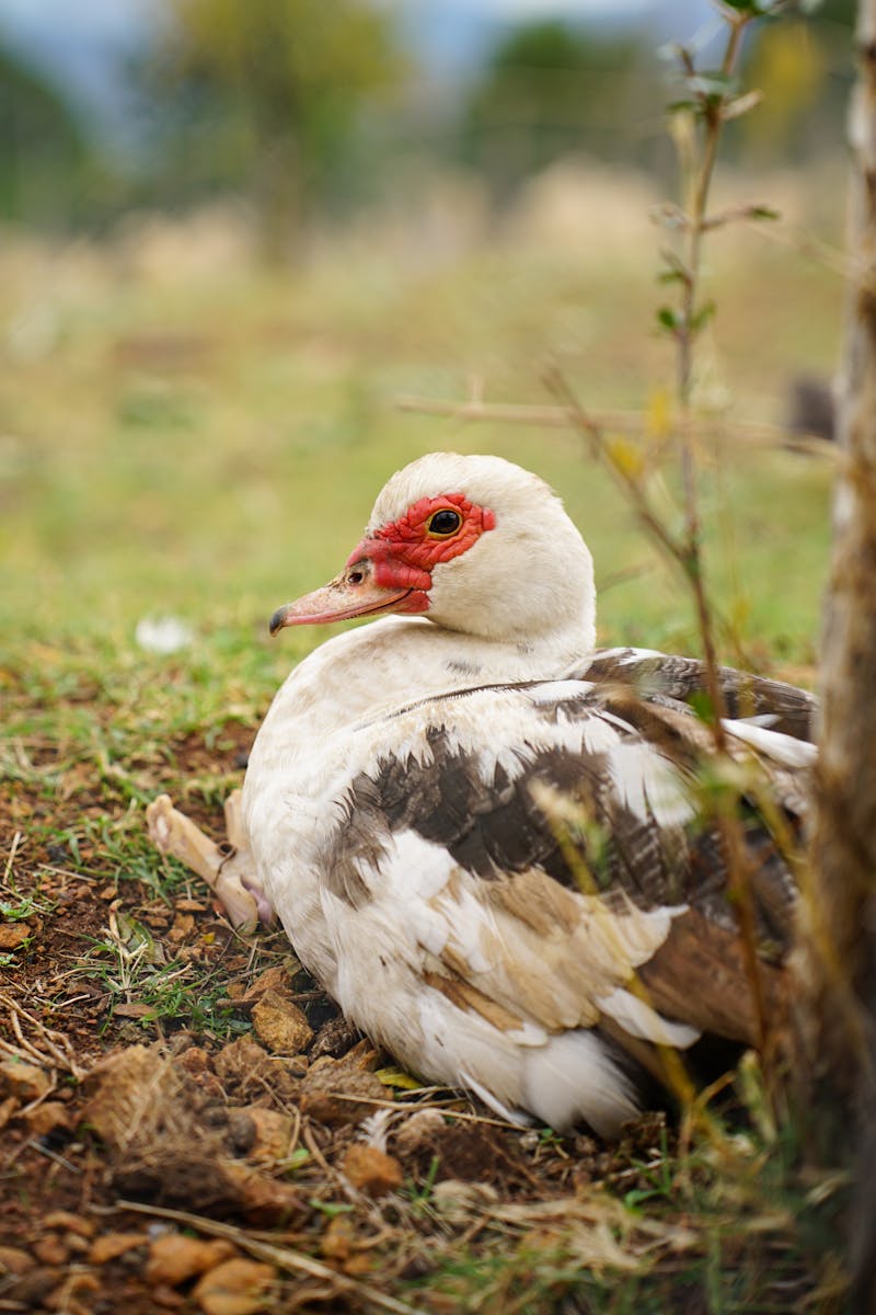A Muscovy duck with red facial markings rests on grass in Gramsh, Albania.
