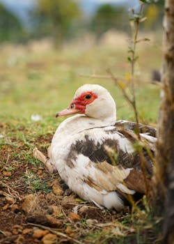 A Muscovy duck with red facial markings rests on grass in Gramsh, Albania.