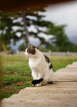 A charming domestic cat sits on a pathway in Gramsh, Albania, amidst natural surroundings.