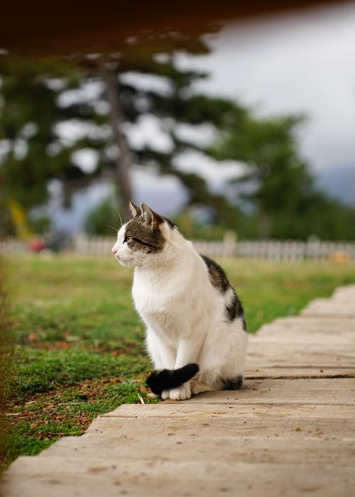 Free A charming domestic cat sits on a pathway in Gramsh, Albania, amidst natural surroundings. Stock Photo