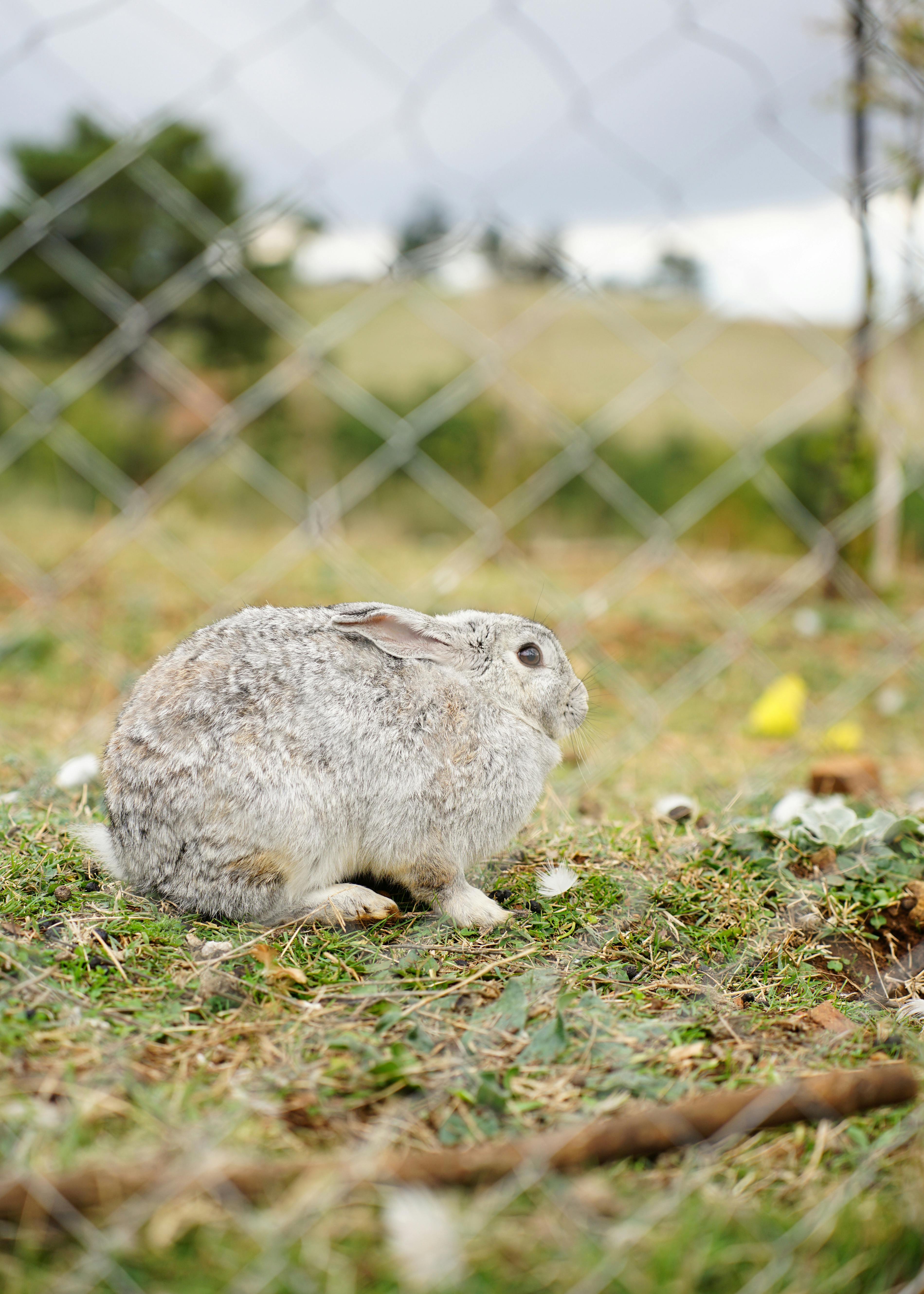 Symbolisk kanin för Rabbit Reel, i fält bakom staket