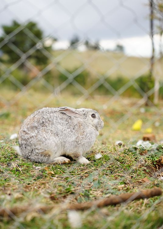 Cute Rabbit in Field Behind Fence in Albania · Free Stock Photo