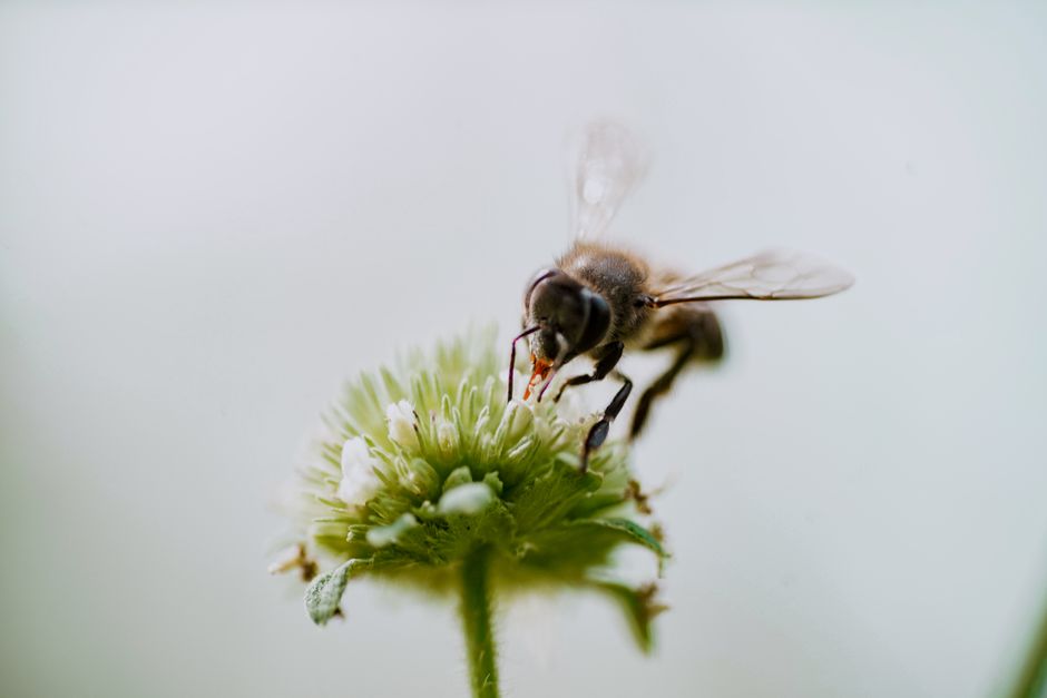 白い花から蜜を集めているミツバチのクローズアップ写真。