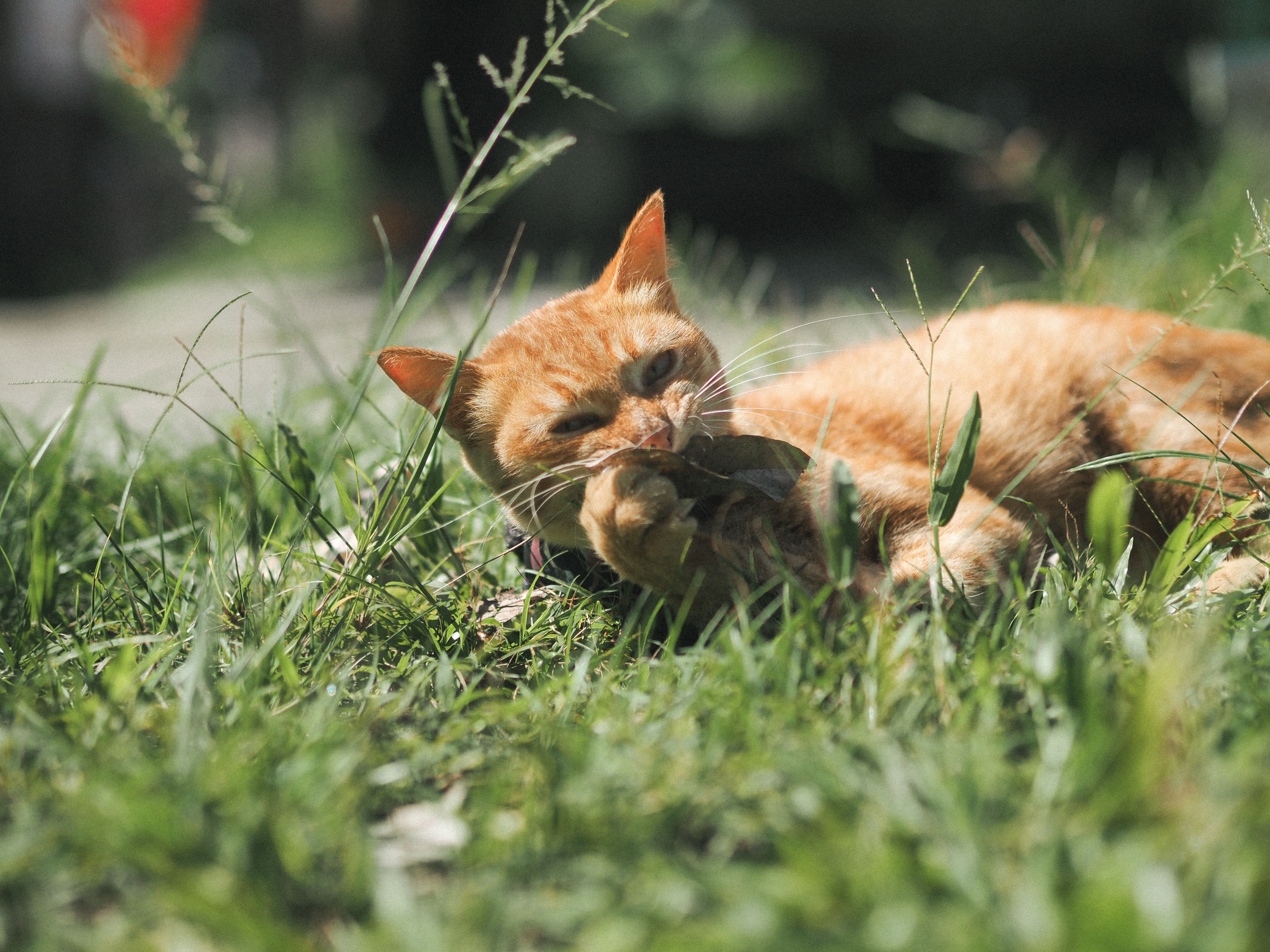 Why This Chewy Salmon Treat Saved My Toronto Cat’s Boredom (and My Sanity)