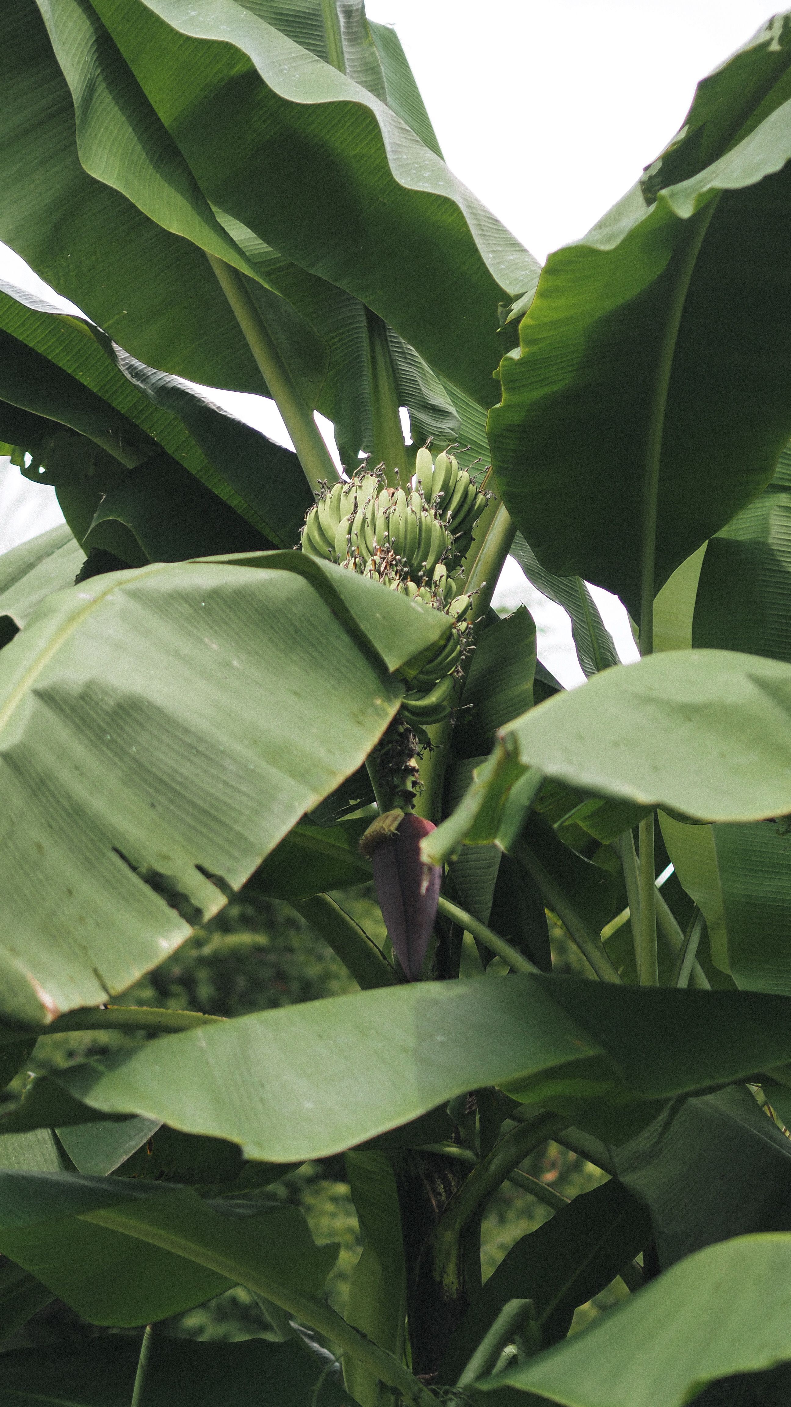 Detailed view of a banana plant with lush green leaves and developing bananas.