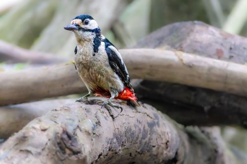 Free A vibrant Great Spotted Woodpecker perched on a tree branch in a forest setting, showcasing its striking plumage. Stock Photo