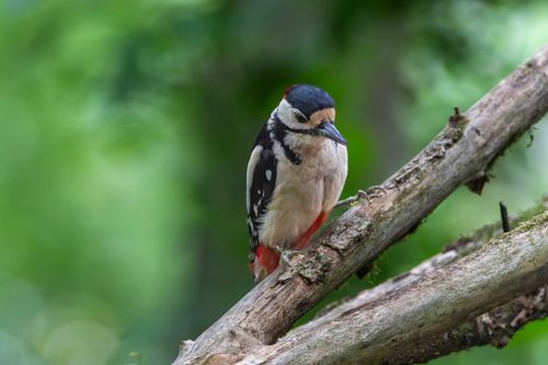 Free A vibrant Great Spotted Woodpecker perched on a tree branch in a lush forest. Stock Photo