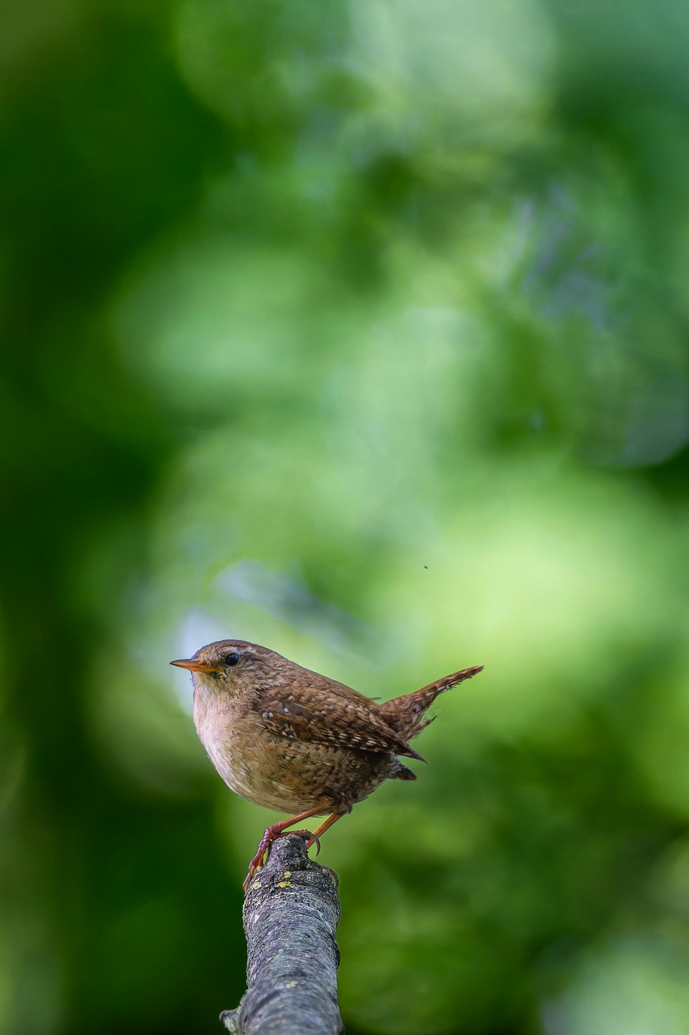A beautiful Eurasian Wren sits on a branch in lush greenery, captured in spring.