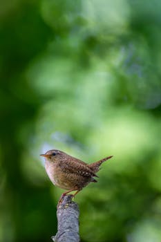 A beautiful Eurasian Wren sits on a branch in lush greenery, captured in spring.