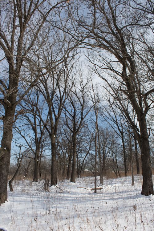 Free Snow-covered forest with bare trees in winter at Willow Springs, IL. Stock Photo