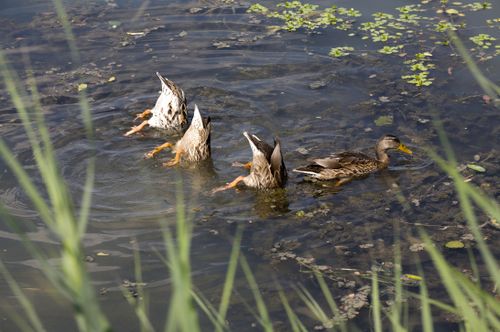Free A serene scene of ducks foraging underwater in a calm pond surrounded by greenery. Stock Photo