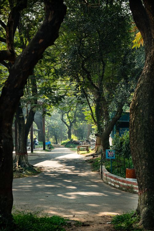 Free Peaceful park scene with a winding pathway through lush greenery and large trees. Stock Photo