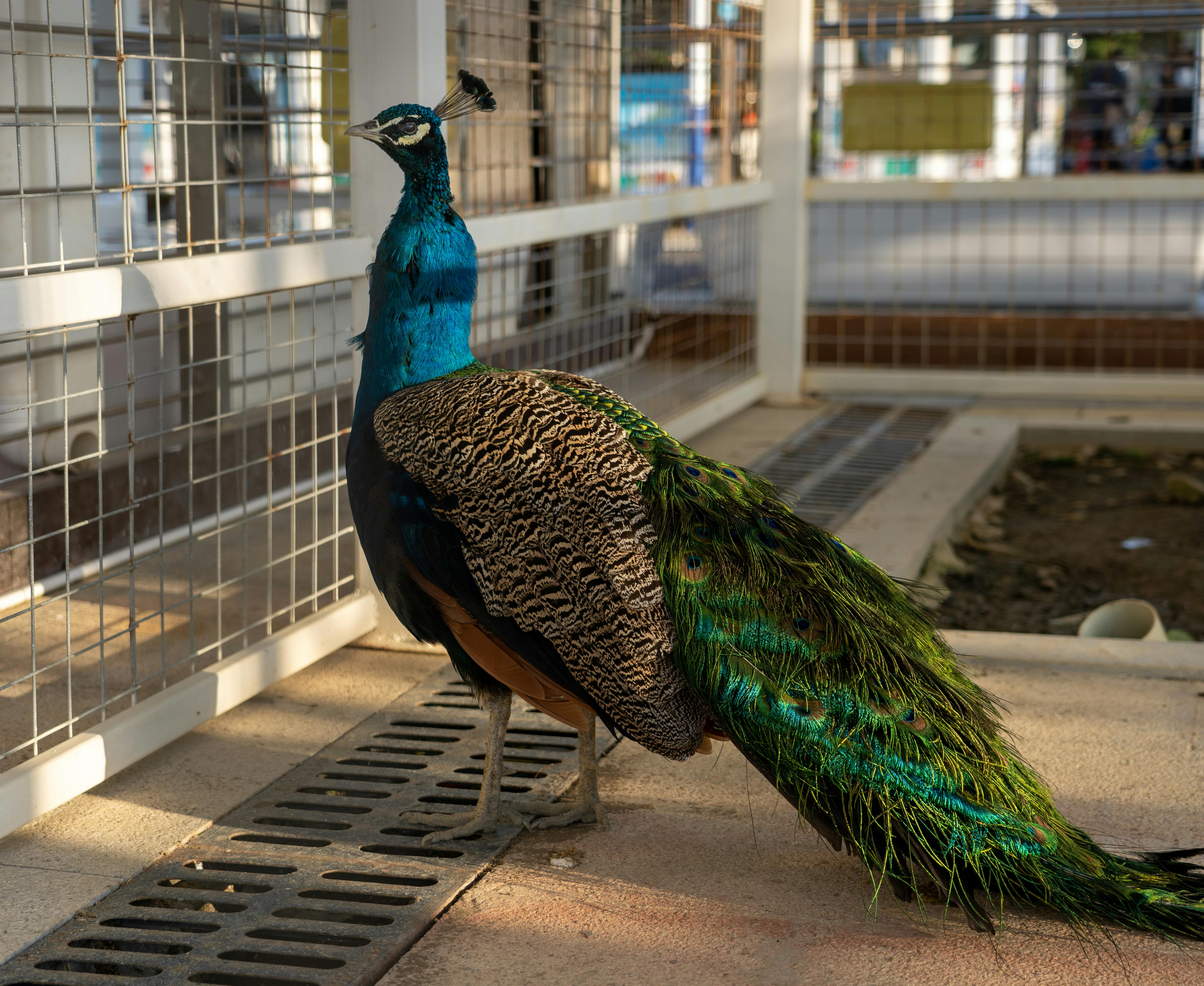 Peacock