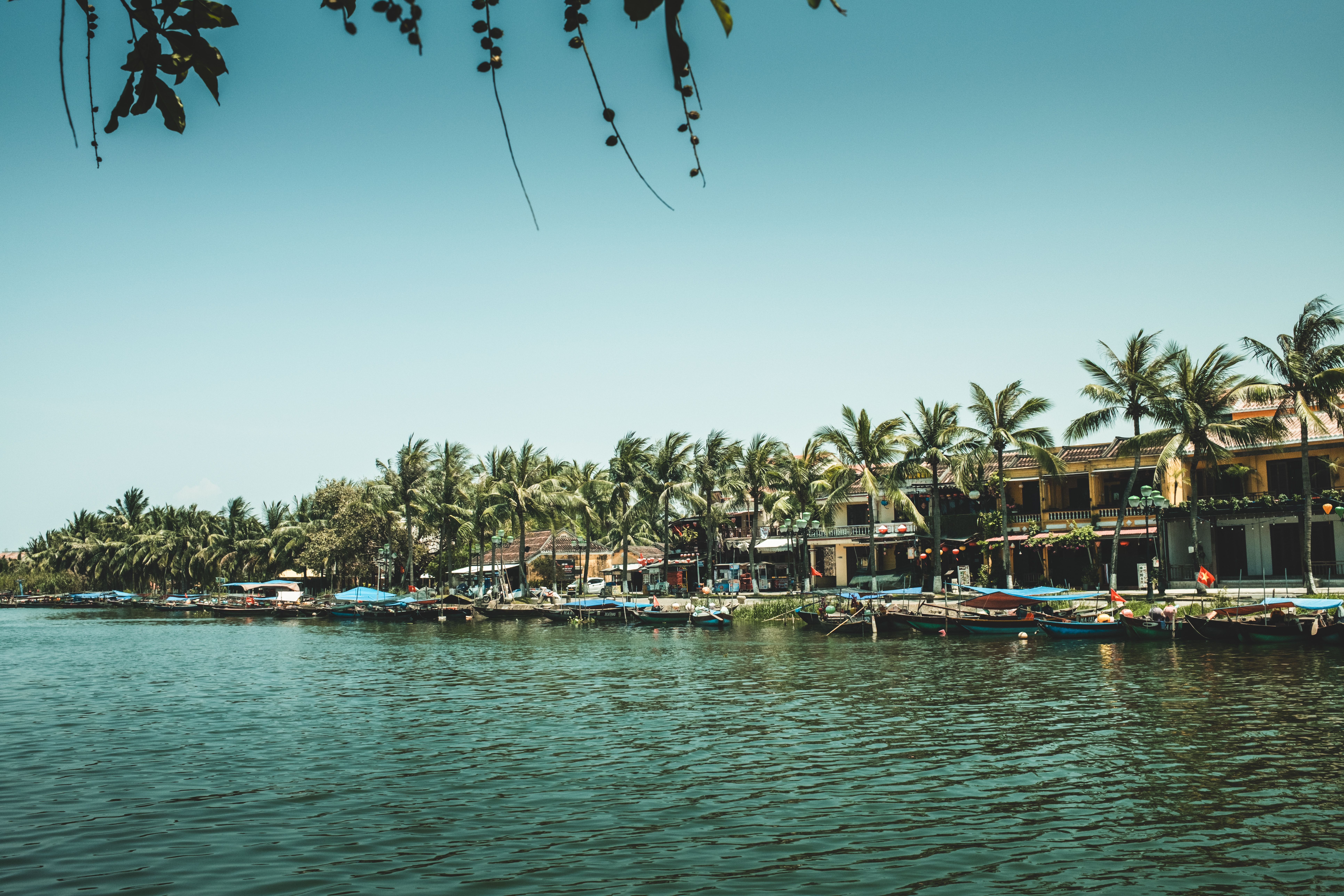 Scenic Riverside View with Palm Trees in Vietnam · Free Stock Photo