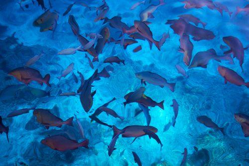 Free Vibrant tropical fish swim beneath the surface, creating a vivid underwater scene. Stock Photo