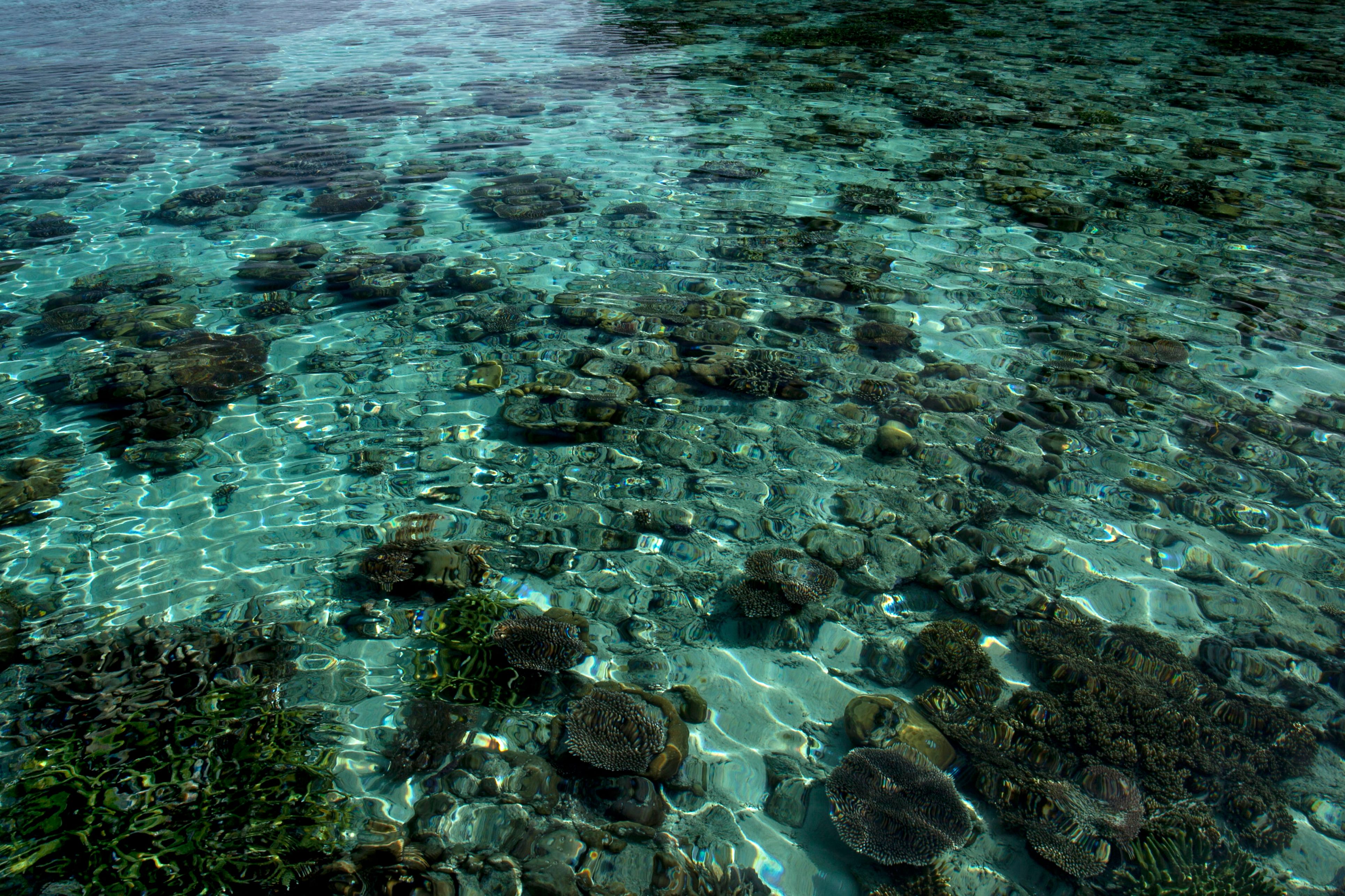 Vibrant coral reef and foraging grounds at Bacuit Bay & Matinloc Island (El Nido, Palawan)