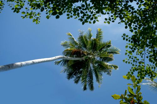 Free View of a tall tropical palm tree with green leaves against a bright blue sky. Stock Photo