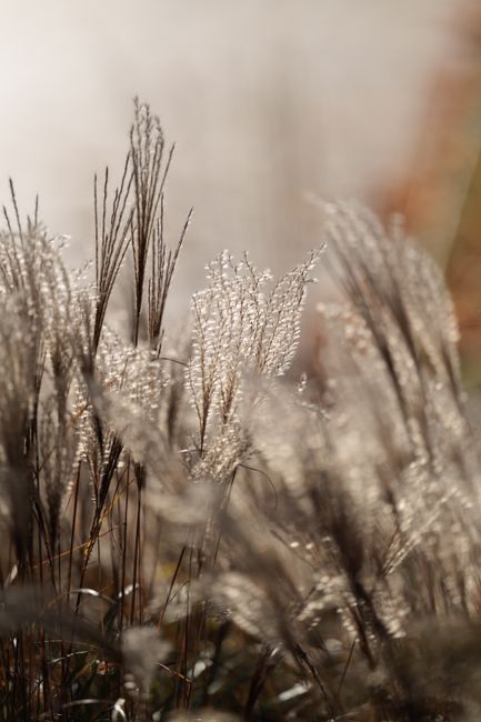 Post-Cutting Care: Nurturing Your Ornamental Grasses for a Vibrant Future