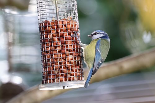 Free Close-up of a blue tit bird enjoying nuts from a garden bird feeder in England. Stock Photo