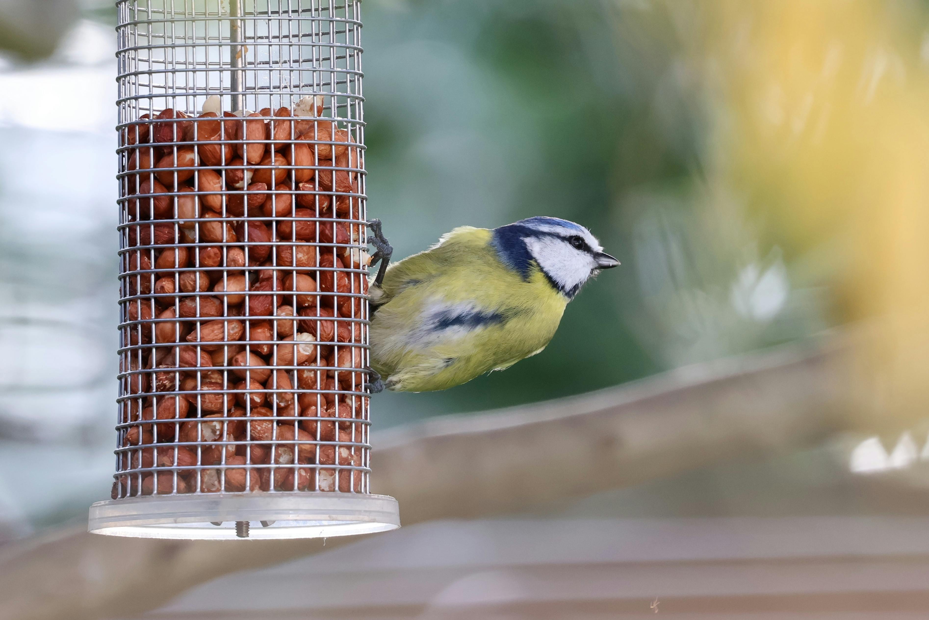 RSPB警告：夏季喂鸟器可能致命，英国华人需注意鸟类保护