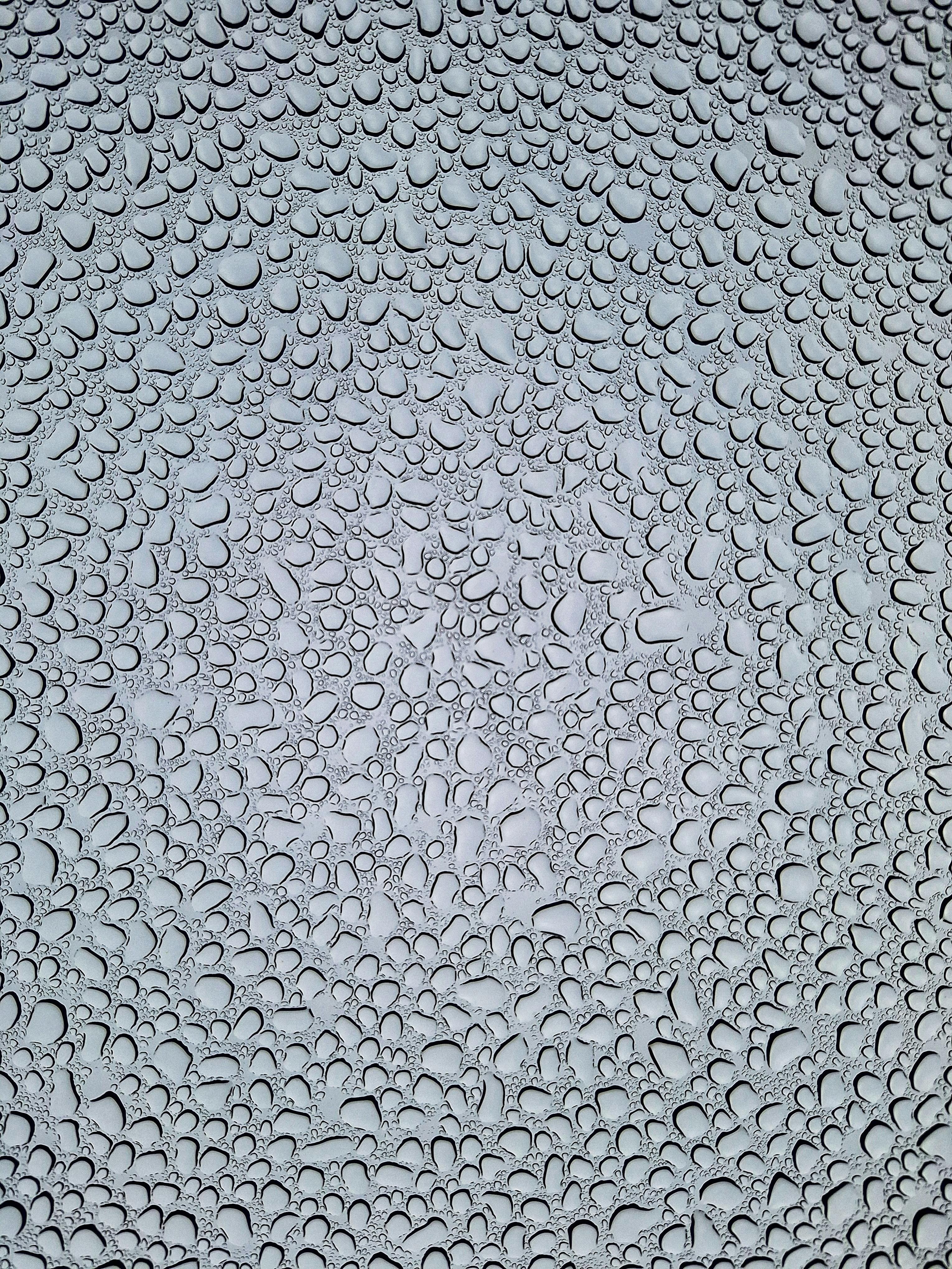 The Evolutionary Advantage of Wet Noses in Dogs: Nature’s Design