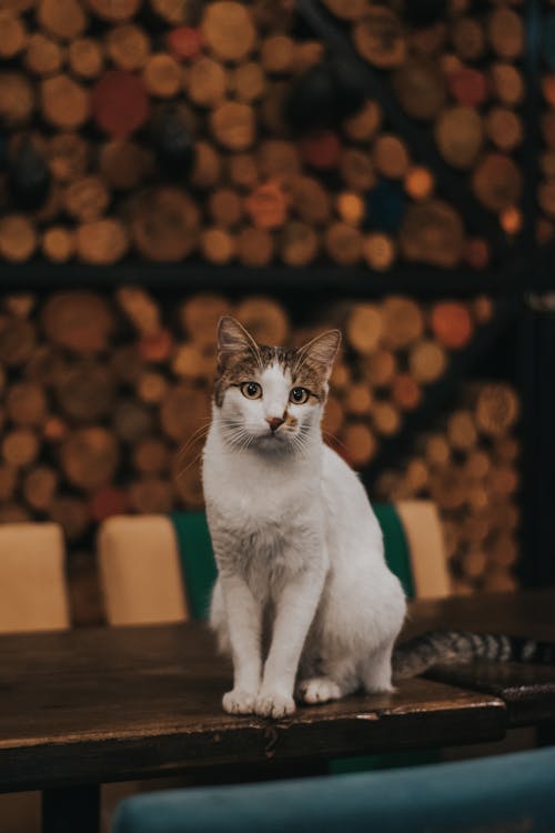 Белая кошка на деревянном столе