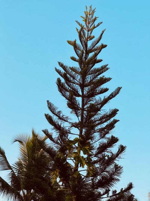 Free 🌲 Stock Photo