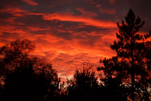 Free Stunning silhouette of trees against a vibrant red sunset sky. Stock Photo