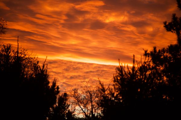 Silhouette of Trees at Sunset · Free Stock Photo