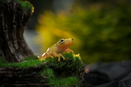 Free Close-up of a golden leaf frog perched on a lush mossy log, captured in natural light. Stock Photo