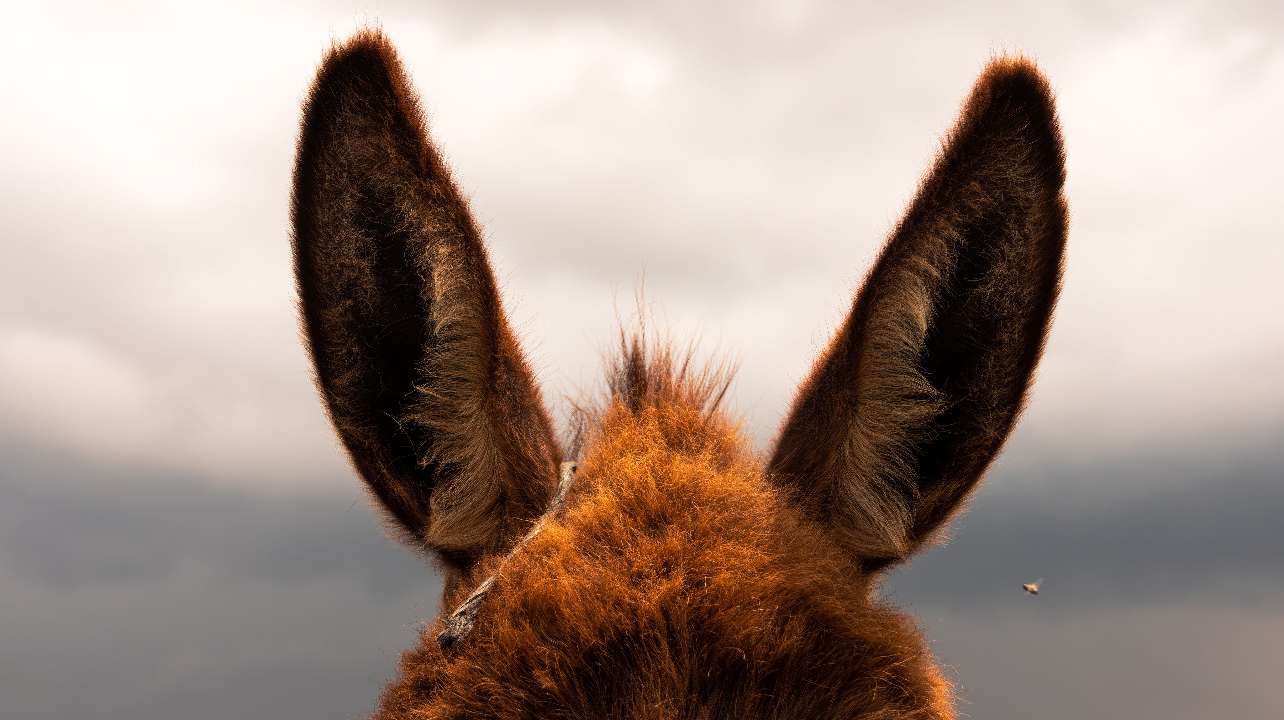 Fotomural Una vista de cerca de orejas de burro contra un cielo nublado, creando una sensación dramática.