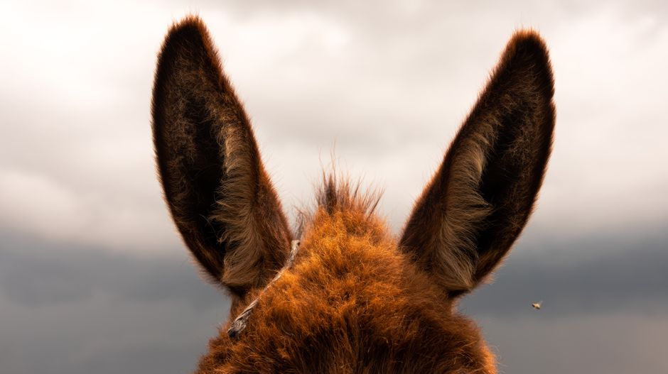 Fotomural Una vista de cerca de orejas de burro contra un cielo nublado, creando una sensación dramática.