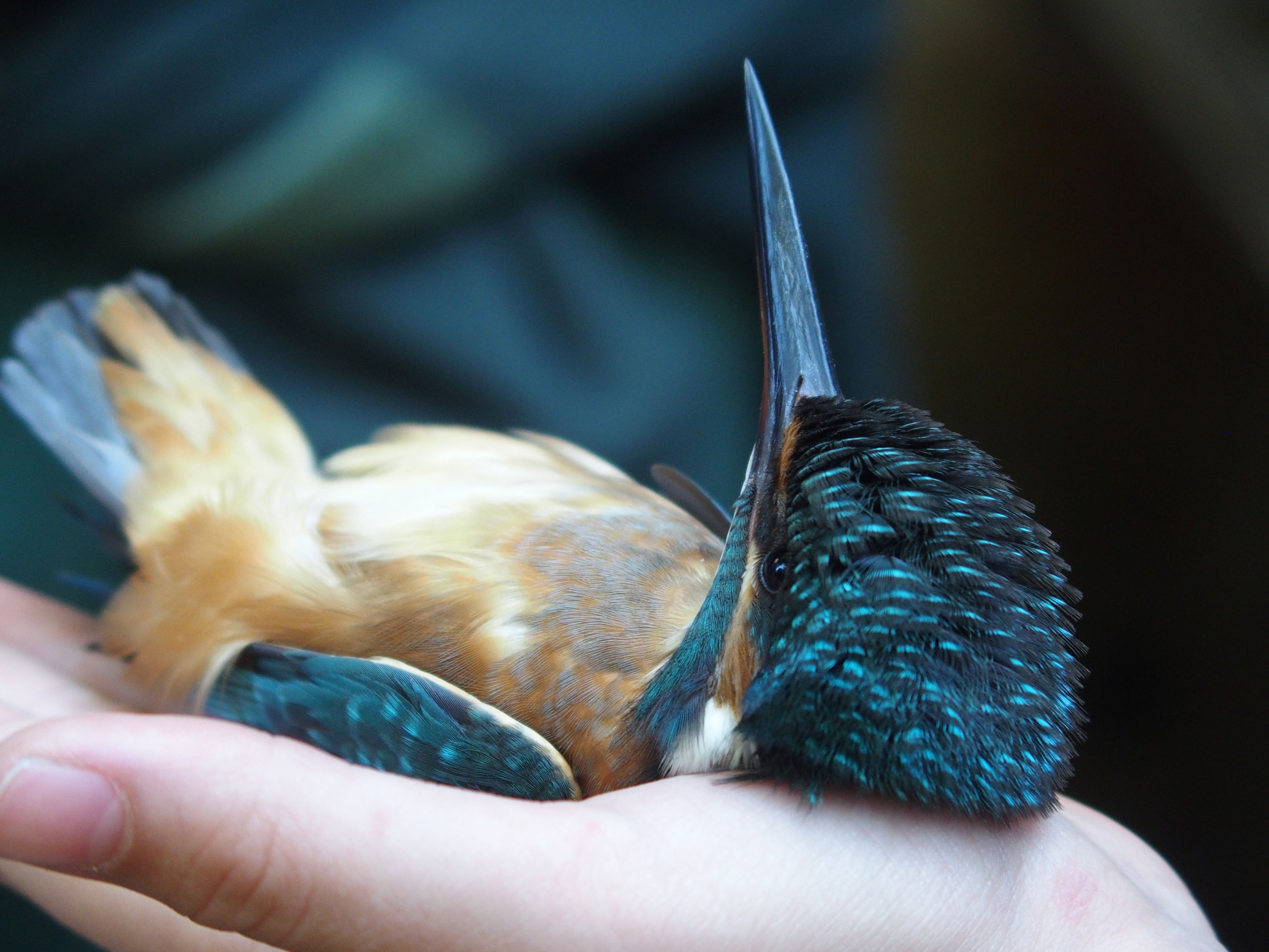 Close-up of a kingfisher resting in a human's hand, showcasing vibrant plumage.