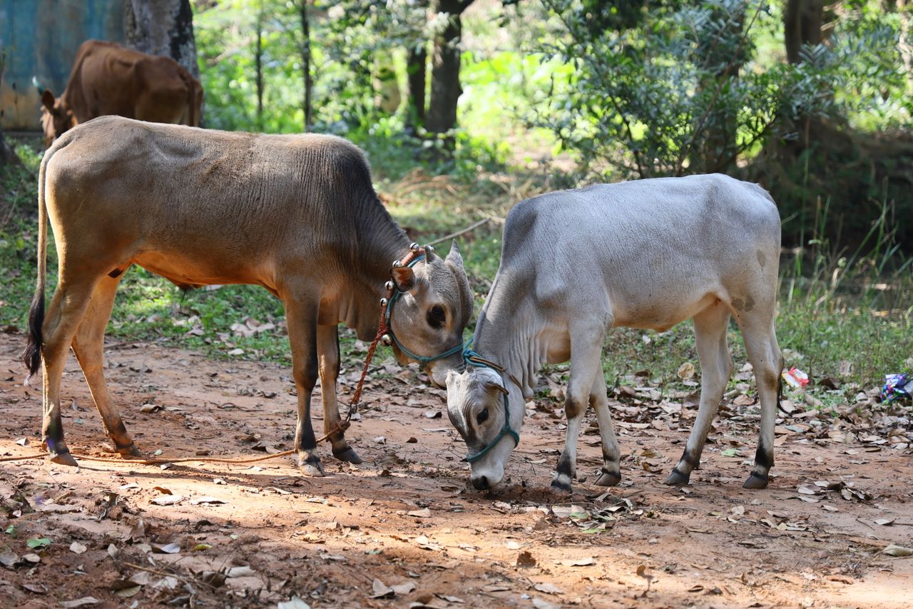 two cows in a forest clearing eating near each other showcasing a peac