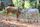 indian cow