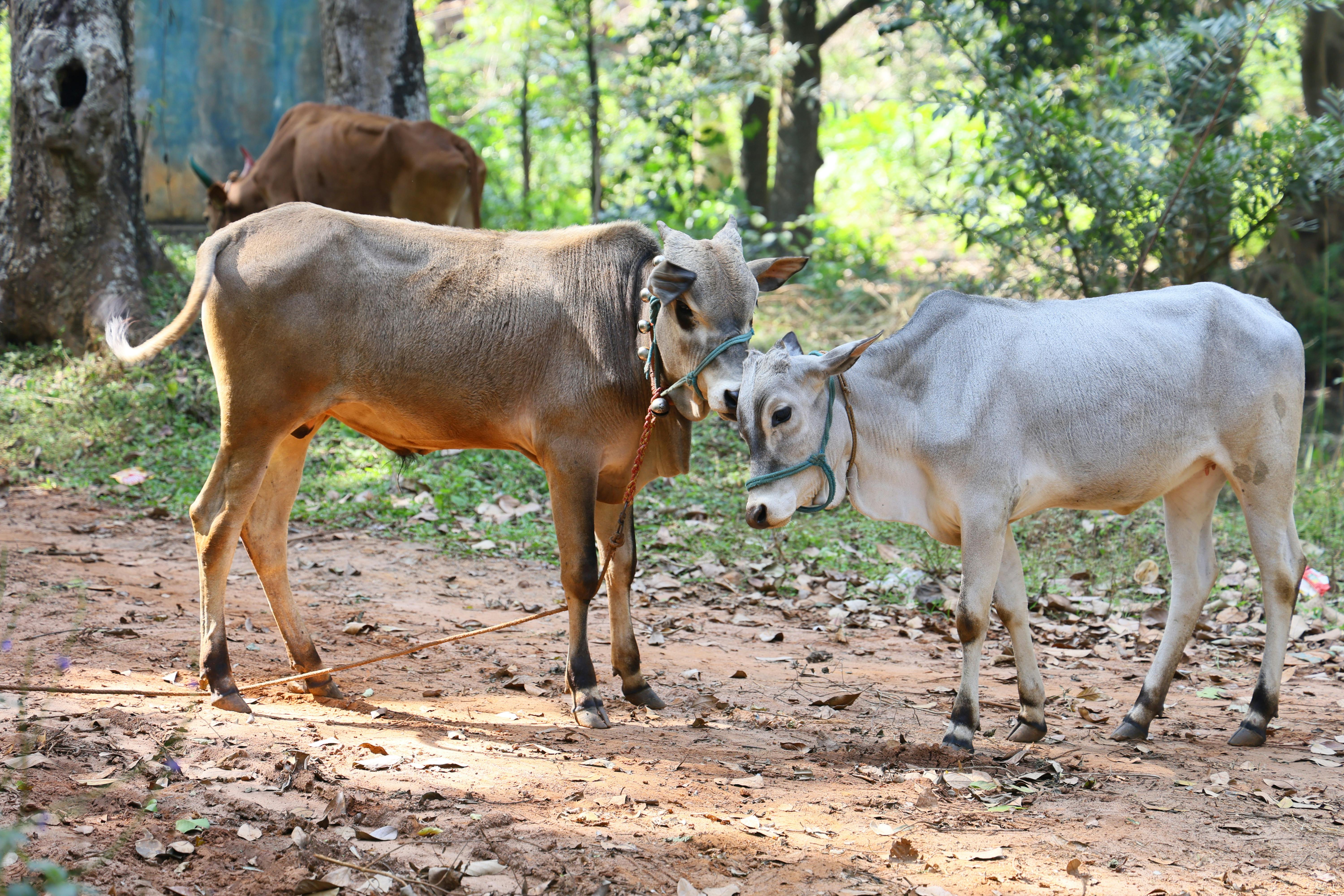 grátis Duas vacas se aconchegando uma na outra em um ambiente florestal tranquilo, retratando a vida rural. Foto profissional