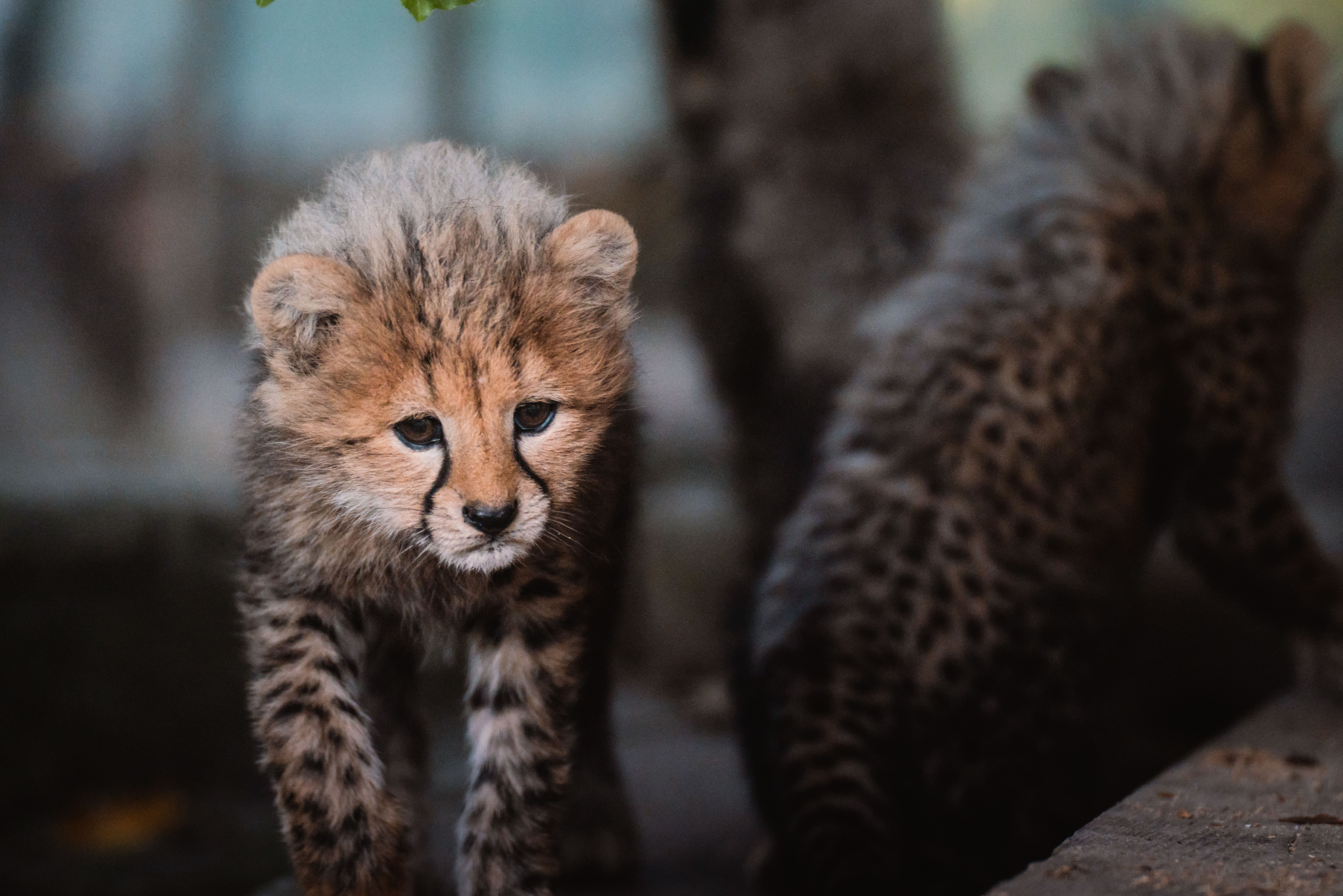 Cheetah Cub Dies in India's Kuno Park; Mother, Sibling Monitored