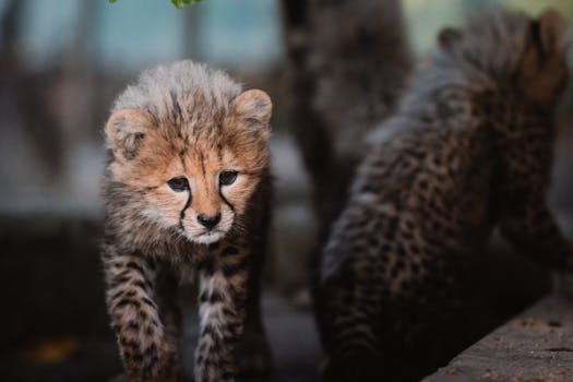 Close-up of a cute baby cheetah exploring its surroundings in the wild.