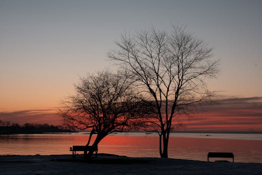 Serene sunrise over Cove Island Park with silhouette of bare trees and benches reflecting in the calm waters.