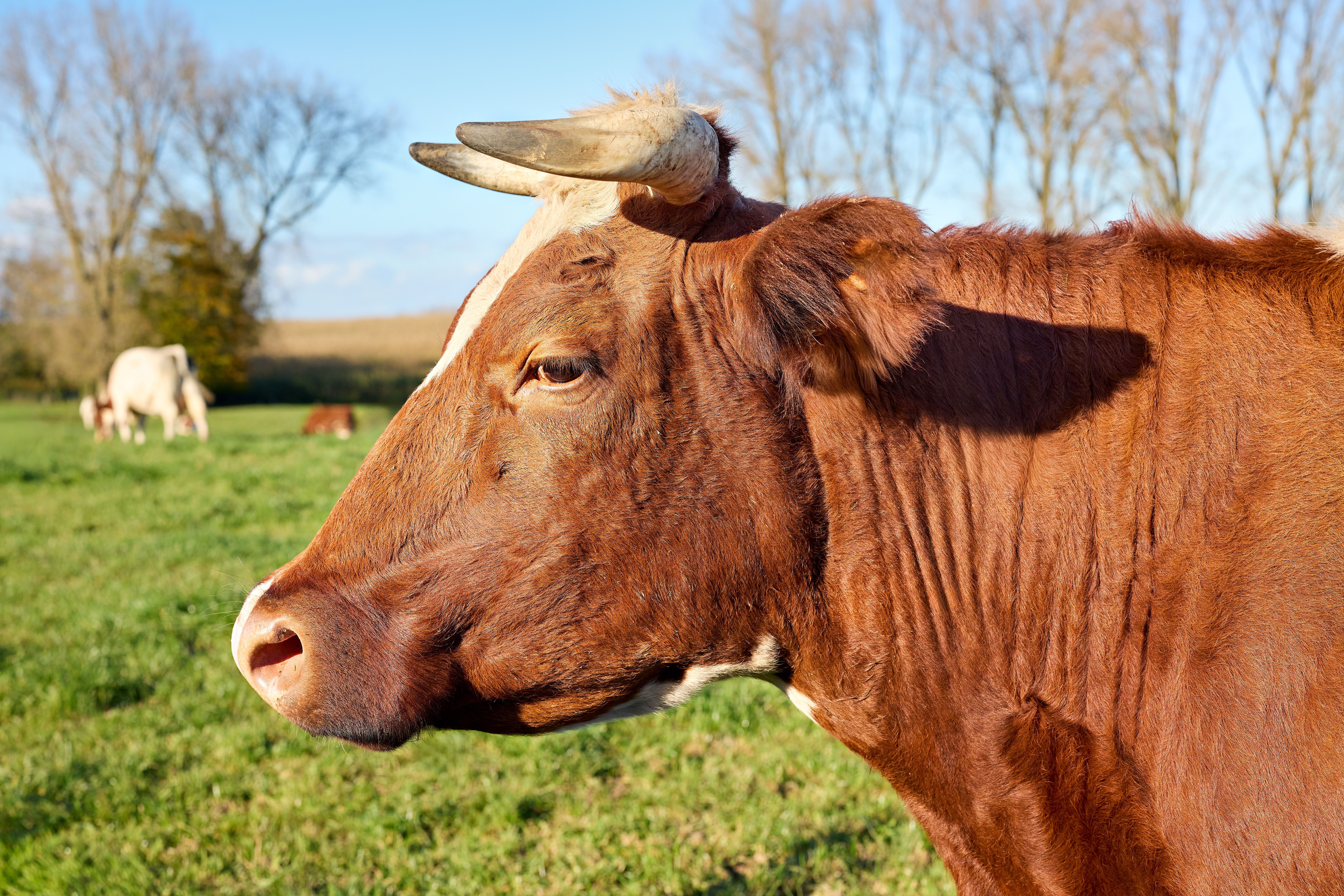 Close-Up of Brown Dairy Cow in Sunny Pasture · Free Stock Photo