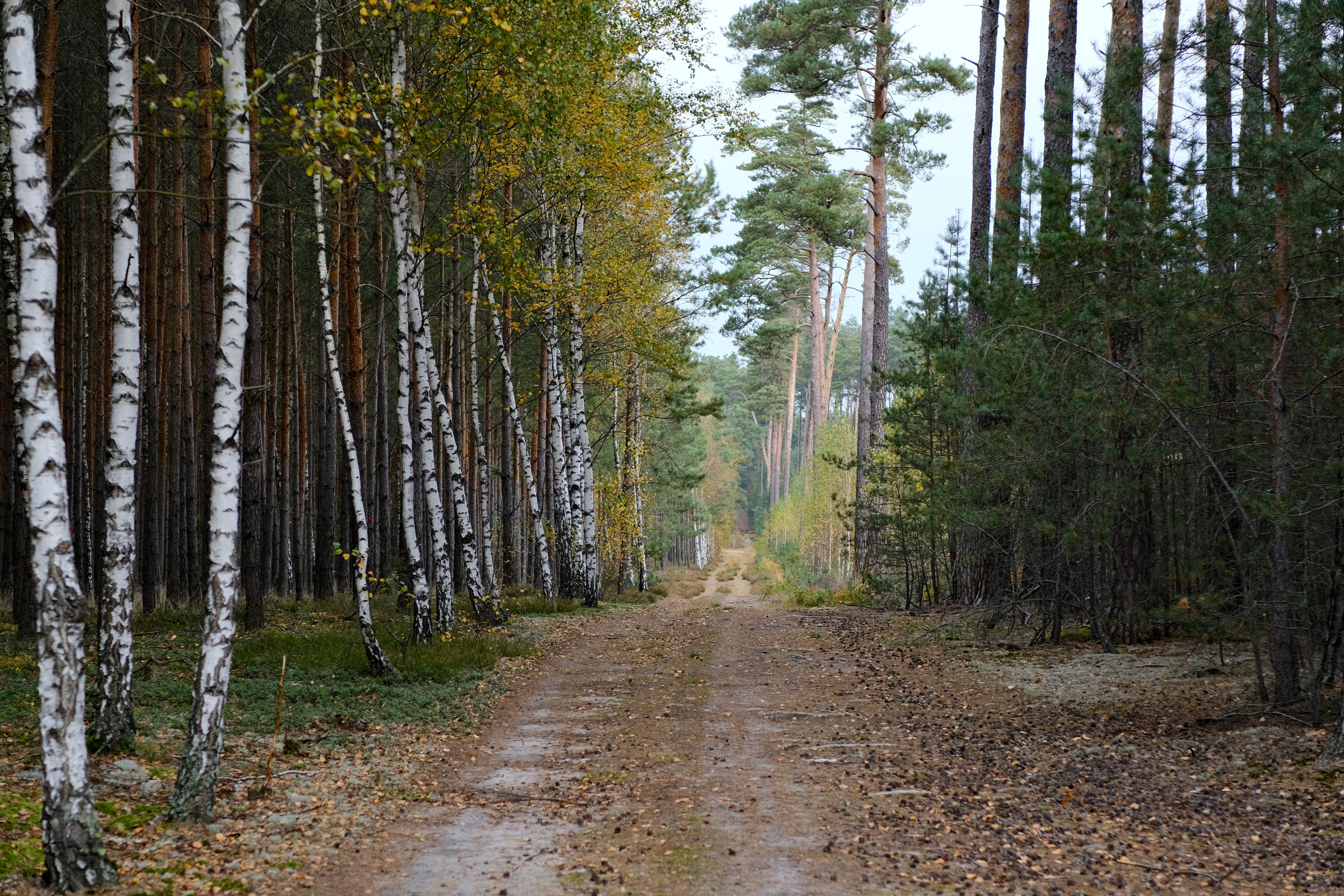 Serene Pathway Through Birch and Pine Forest · Free Stock Photo