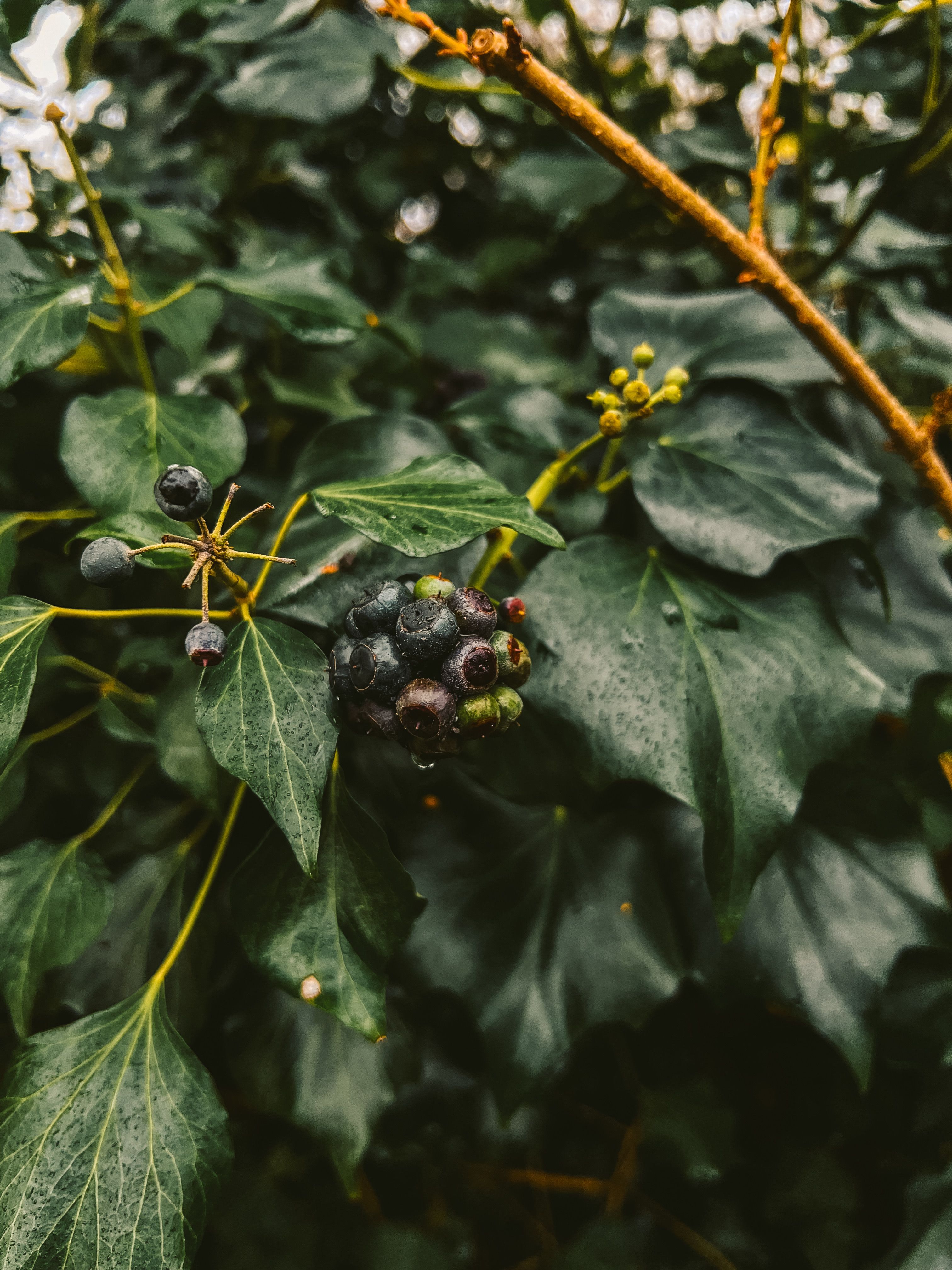 Kostenloses Foto zum Thema: beere, berries, berry, blätter, botanik ...