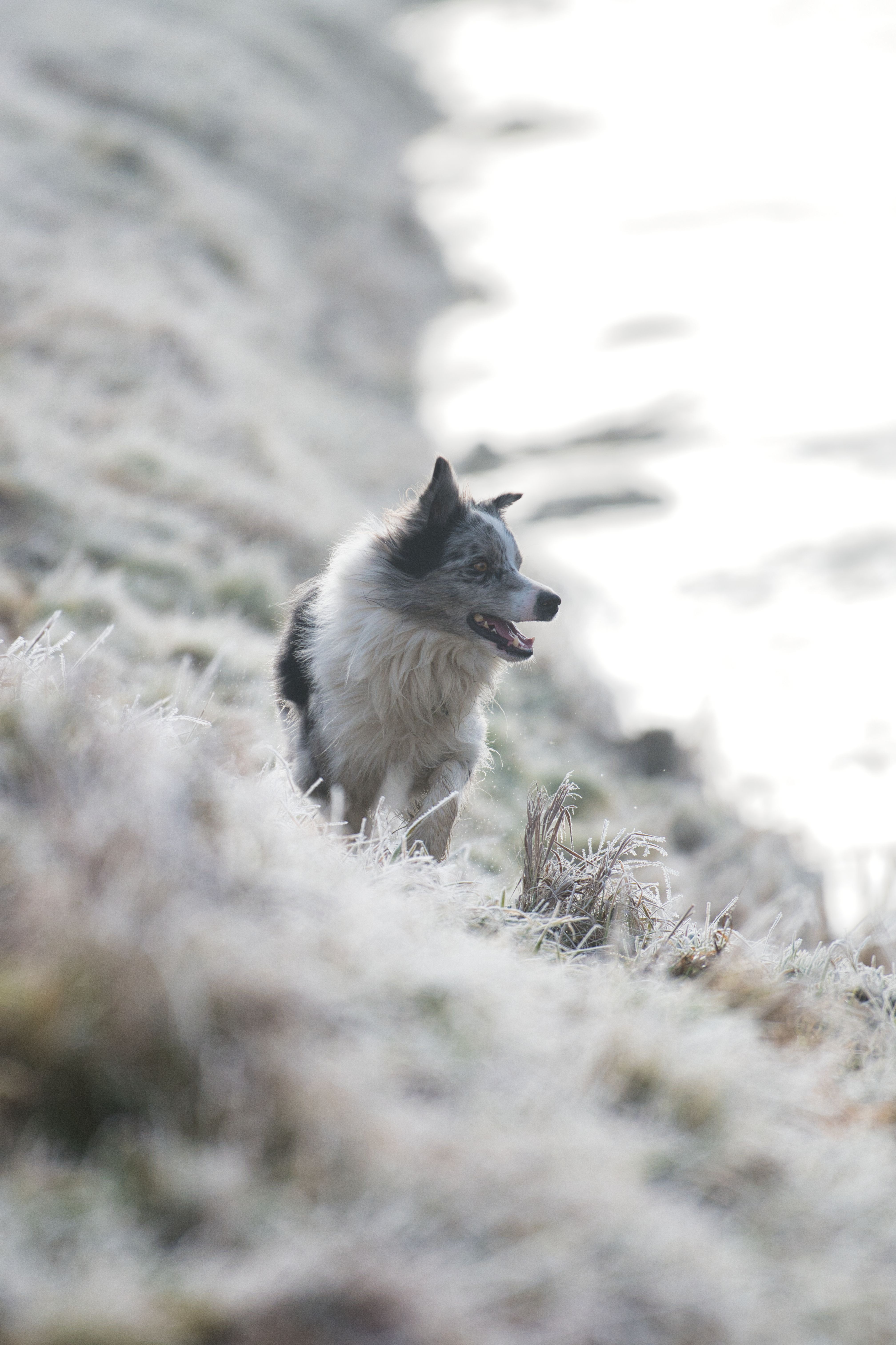 Border Collie on a Frosty Riverside Walk · Free Stock Photo