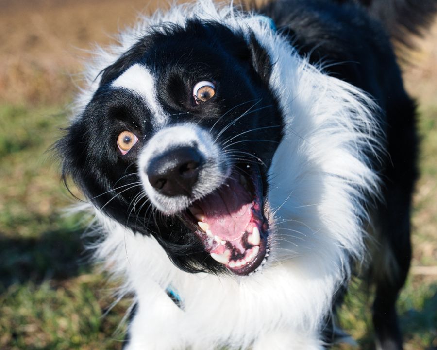An energetic, happy dog