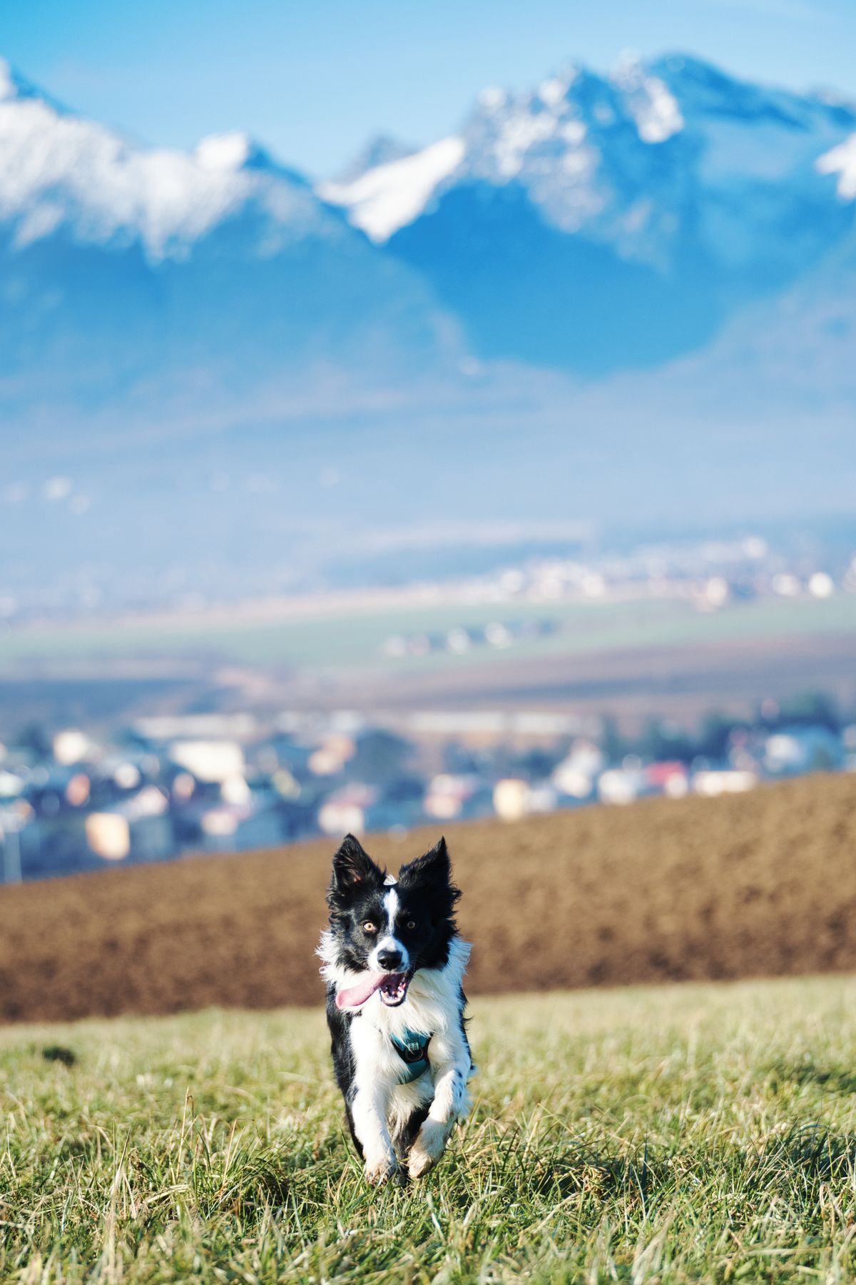 Precision Management of the Renal-Muscle Paradox: Balancing Protein Restriction and Muscle Wasting in Canine Chronic Kidney Disease